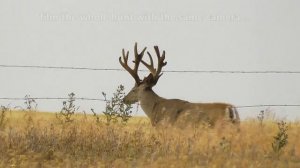 ОХОТА С ЛУКОМ НА ВОЛКА , ОЛЕНЯ И др.....