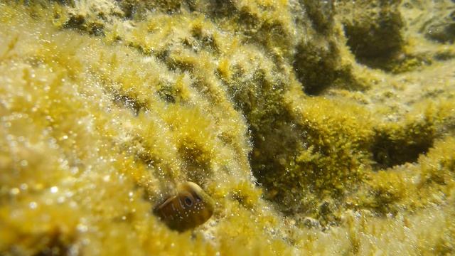 Рыба дракончик 3 краба креветки и много чего смотреть онлайн