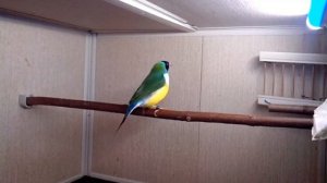 Амадины Гульда создание пары - Брачный танец