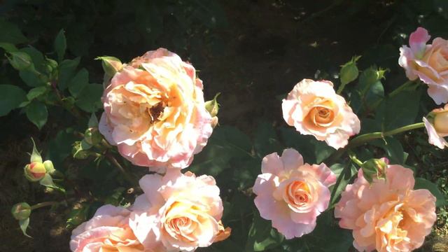 Розы В моем саду. Моему розарию - год. Часть 2. смотреть онлайн