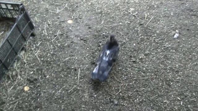 Как размножаются голубята в необычных условиях... смотреть онлайн