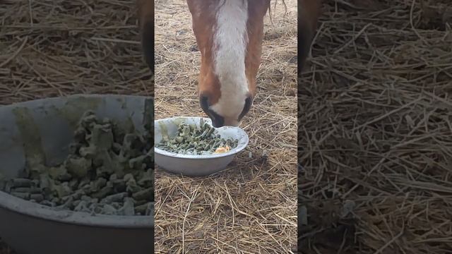 🍍Весенняя обработка лошади🍇 часть 5 пробуем новый препарат