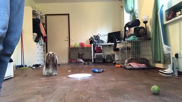 Вечер в компании собак смотреть онлайн