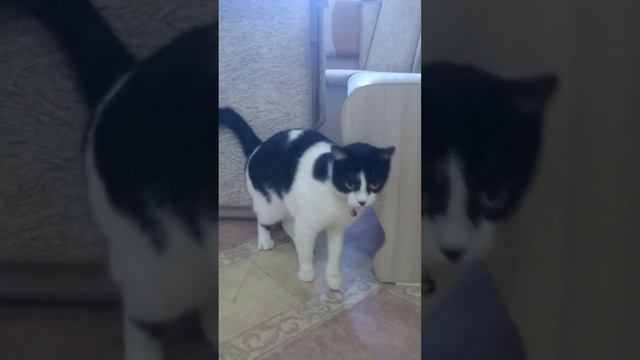 кошка просится на улицу смотреть онлайн