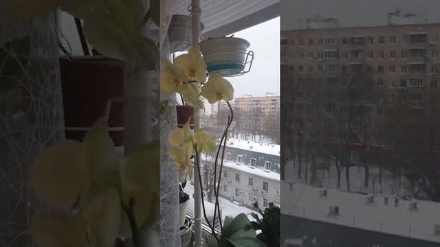 Распорка для цветов смотреть онлайн