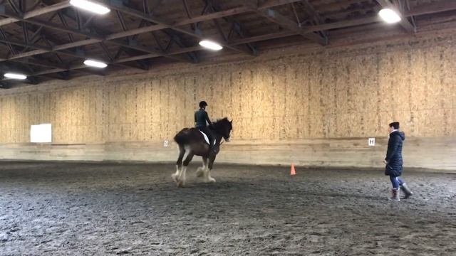 Towerview Theo | Dressage Clydesdale Stallion