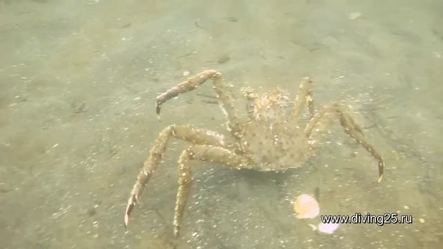 Встреча с камчатским крабом смотреть онлайн