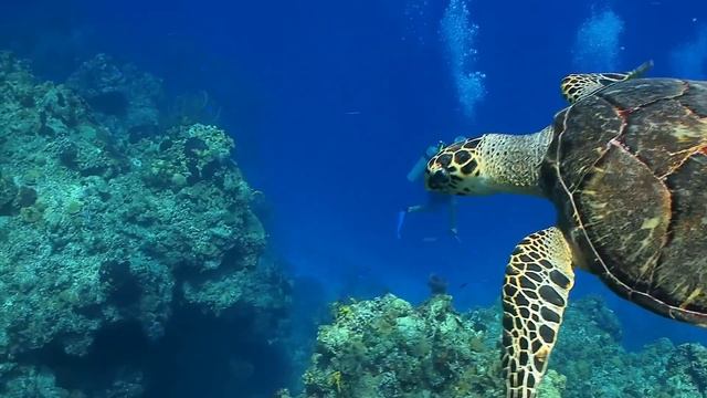 The Amazing Sea Turtle смотреть онлайн