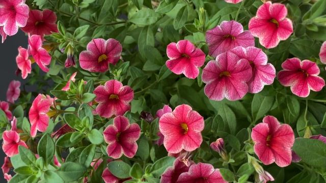 Калибрахоа "Земляничный Шелк" из семян от "Гавриш". Мой результат. смотреть онлайн