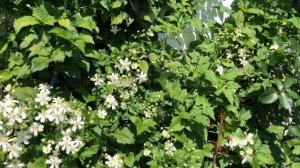 Клематисы в моём саду. Сорта клематисов. Обзор и цветение клематисов. Четыре невероятных сорта.