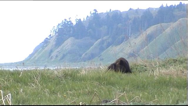 Дом для медведя