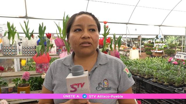 Mas de 100 mil tulipanes holandeses son las que esperan comercializar viveristas. смотреть онлайн