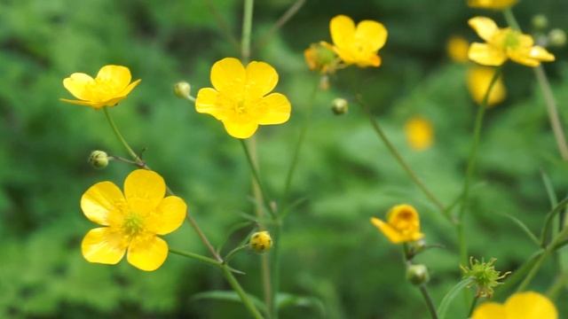 Jaskier ostry, pryszczeniec - Ranunculus acris смотреть онлайн