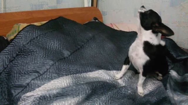 собака скулит 2 смотреть онлайн
