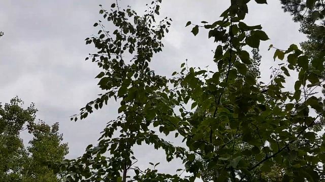 Paper Birch (Betula Papyrifera) Vs. Alder (Alnus Sp.) Part 1 Of 2