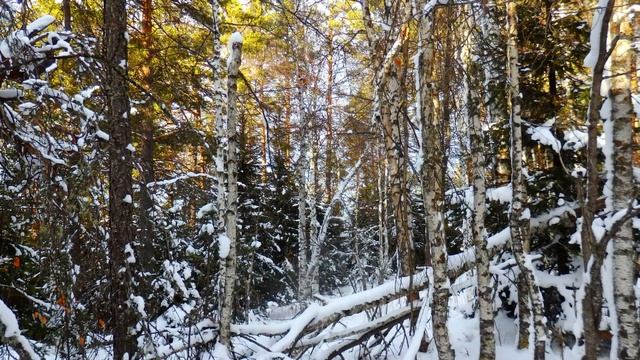 Южный Урал ! Поход на хребет Гребни в моих фото ! Зимний лес , скалы , панорама гор Урала ! смотреть онлайн