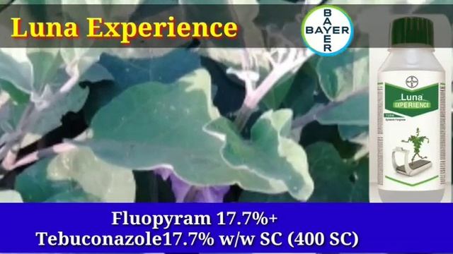 Bayer Luna Experience / broad spectrum fungicide смотреть онлайн