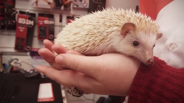 Как ухаживать за домашим ежом? Домашний ЁЖ! смотреть онлайн