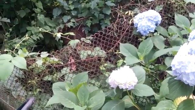 Гортензия.дельфиниум. мозайка из кафеля остатков смотреть онлайн