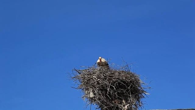 Я угощаю вас весной Стихи и вокал Виталины Видеомонтаж Елены Рыжаковой смотреть онлайн