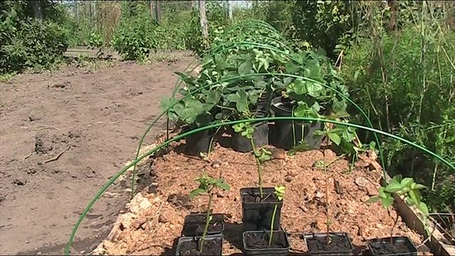 Ответы на вопросы об укрывном материале на землянике садовой // секреты хороших урожаев. смотреть онлайн