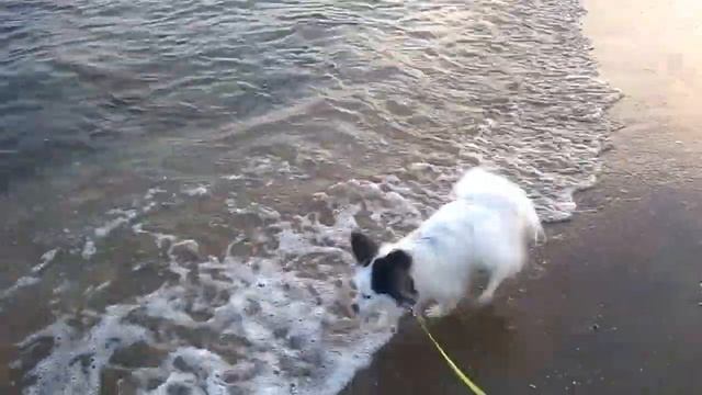 Папийон на море! Papillon en la playa! смотреть онлайн