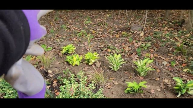 Aunt Susan's Garden - Adding Budget Hostas to the Woodsedge Garden смотреть онлайн