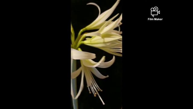 Amaryllis Evergreen смотреть онлайн