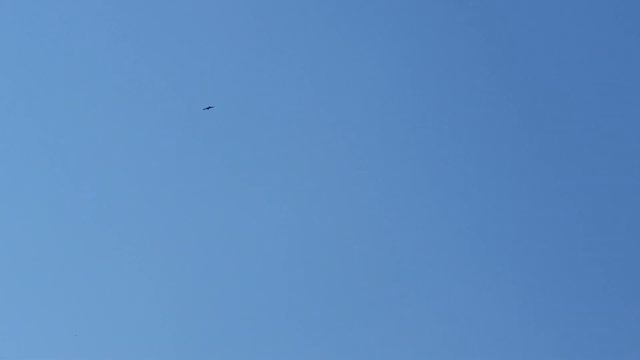 Сокол сапсан птица быстрая. Falcon peregrine falcon bird fast. смотреть онлайн