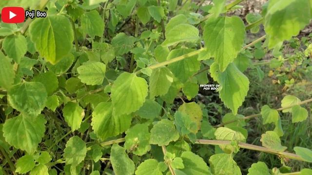 MANFAAT BUAK CHAO UNTUK KESEHATAN ‼️ CELANGKING | hyptis pectinata | anisomeles indica #buakchao смотреть онлайн