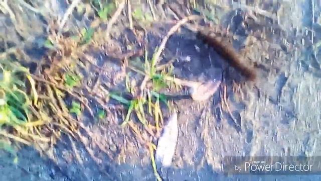 Поставухи на щуку из зимних жерлиц.Шок гусеница в декабре!!! смотреть онлайн