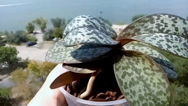Doritis pulcherrima var. marmorata смотреть онлайн