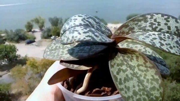 Doritis pulcherrima var. marmorata