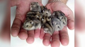 МОГУТ ЛИ ХОМЯКИ ЖИТЬ ВМЕСТЕ В ОДНОЙ КЛЕТКЕ?! ВАЖНАЯ ИНФОРМАЦИЯ! ШОК!СМОТРЕТЬ ВСЕМ ХОМЯКАВОДАМ‼