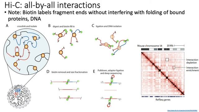 MCB 182 Lecture 10.4 - Chromatin conformation capture (Hi-C) assays смотреть онлайн
