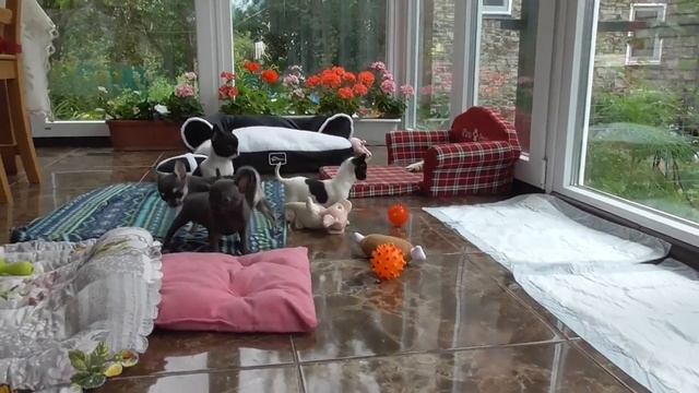 Курносые щенки ЧИХУАХУА 2 месяца