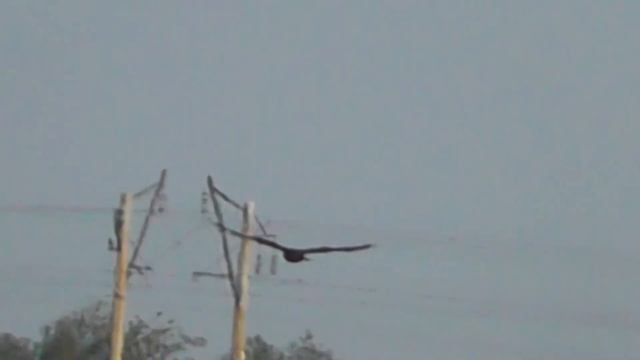 БОЛОТНЫЙ ЛУНЬ СОСРЕДОТОЧЕН НА ПОИСКЕ ДОБЫЧИ смотреть онлайн