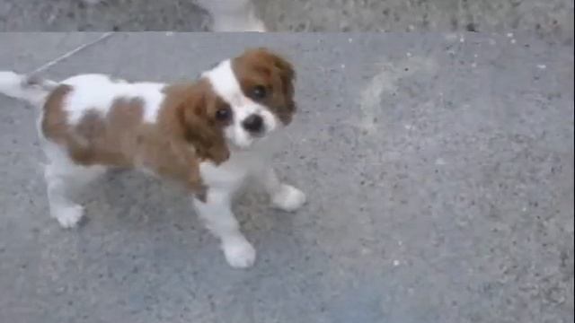 Cavalier-King-Blenheim. смотреть онлайн