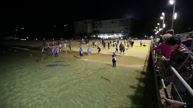 Ночью в море кормим дельфинов. С рук. смотреть онлайн