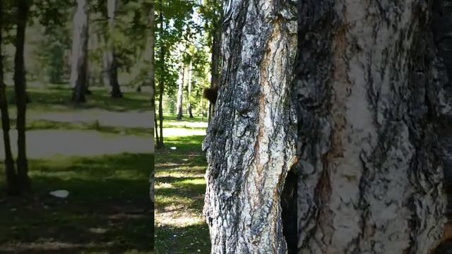 Белочка из дупла#nature#animals#белка#squirrel#животные смотреть онлайн