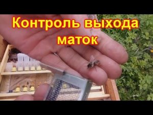 Контроль выхода маток в отводках