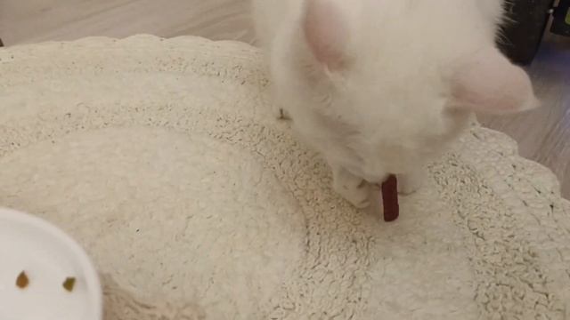 Котики празднуют новый год!?❄️ Какие подарки им подарил Дед Мороз? ?? смотреть онлайн