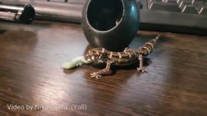 Маленький гадюковый геккон пытается одолеть гусеницу.