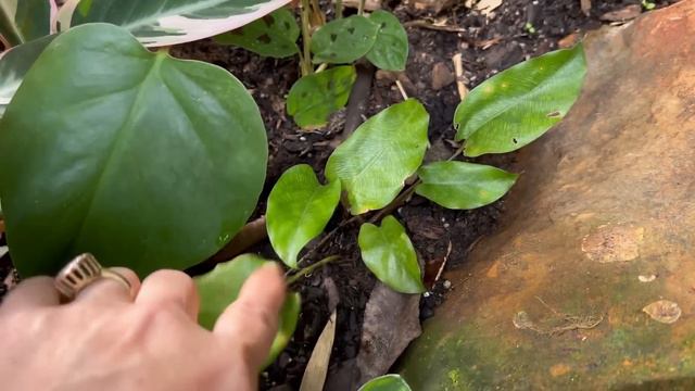 TUDO sobre MARANTAS,como cuidar 🌸🪴🏡🌼🍀🌸 смотреть онлайн