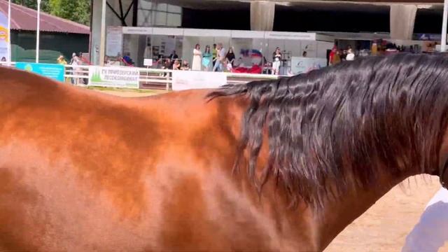 Донская и буденновская породы лошадей на выставке Иппосфера смотреть онлайн