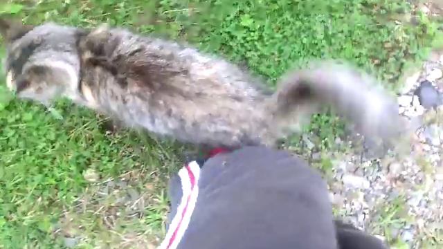 Кот Андрюша смотреть онлайн