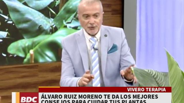 Cómo trasplantar una planta y cómo cuidar a las Spathiphyllum смотреть онлайн