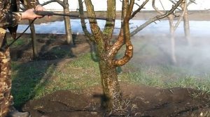 Перед побелкой зачищаем кору деревьев мойкой высокого давления.