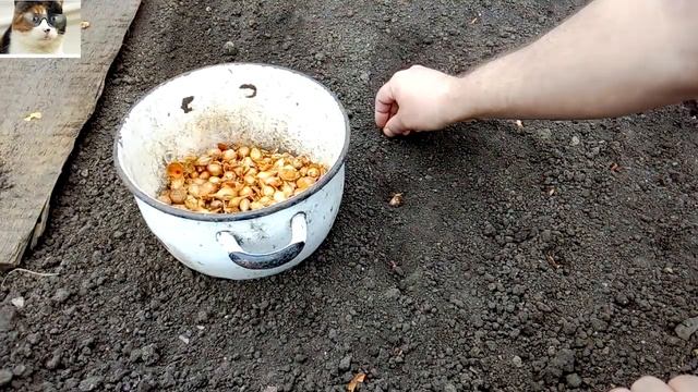 Когда сажать лук севок весной в открытый грунт и как правильно это сделать смотреть онлайн