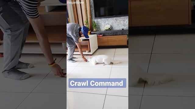 How to Train "Crawl" Command #shorts #dog #dogtraining смотреть онлайн